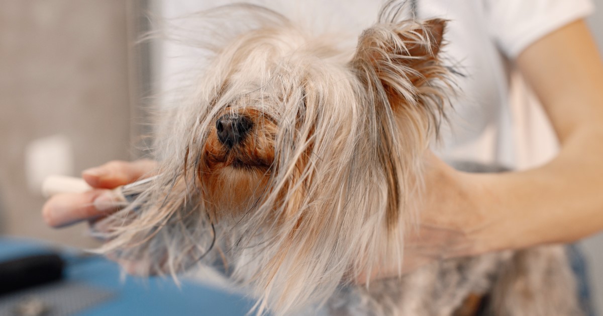 A Pet Owner's Introduction to Mobile Grooming Services